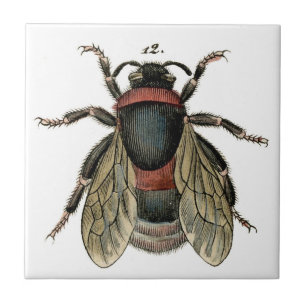 Classic Zoological Etching of a Bumble Bee Tile