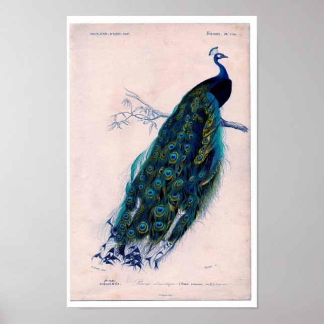Classic Zoological Etching - Peacock Poster (Front)