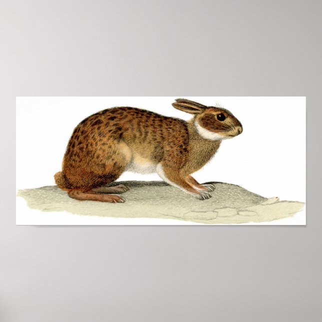 Classic Zoological Etching - Rabbit Poster (Front)