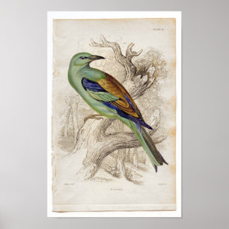 Classic Zoological Etching - Roller Poster