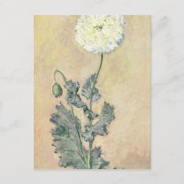 Claude Monet | White Poppy, 1883 Postcard (Front)