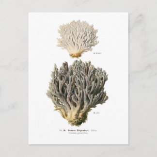 Clavaria grisea postcard