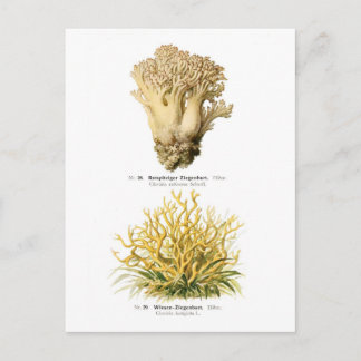 Clavaria rufescens & C.fastigiata Postcard