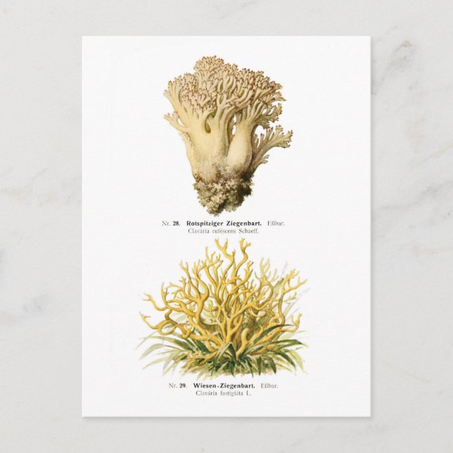 Clavaria rufescens & C.fastigiata Postcard (Front)
