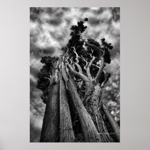 Clawing The Skies - Fine Art Photograph Poster