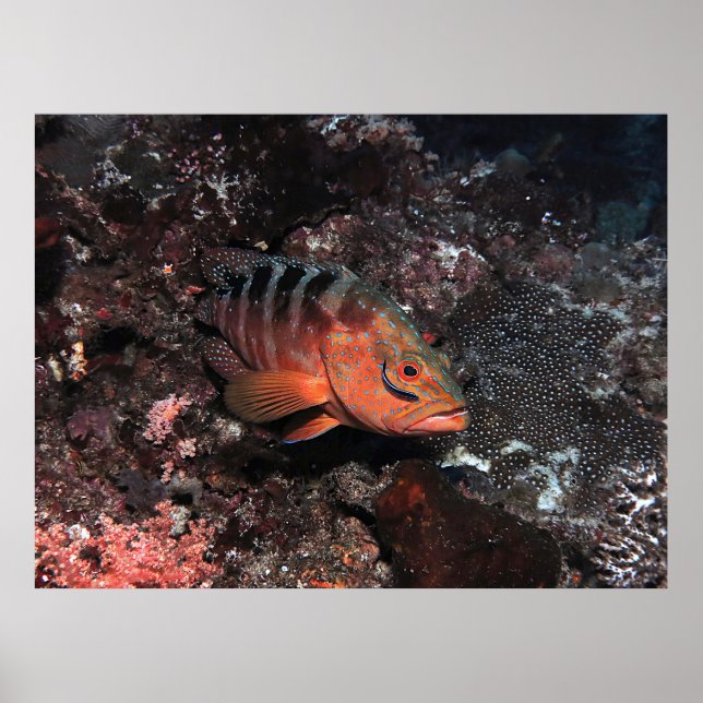 Cleaner Wrasse Eyeliner Poster (Front)