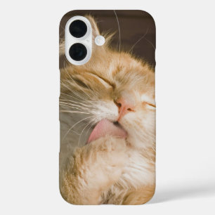 Cleaning Up   Maine Coon  Cat Close-Up Photograph iPhone 16 Case