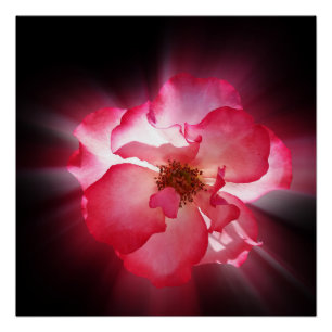 clear red petals poster