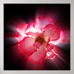 clear red petals poster