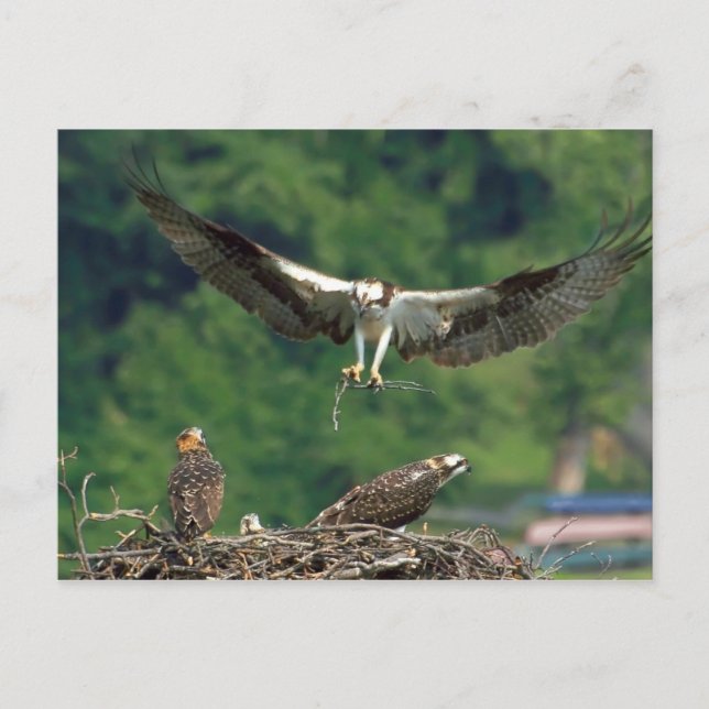 Clear the Runway Postcard (Front)