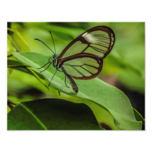 Clear wing butterfly print