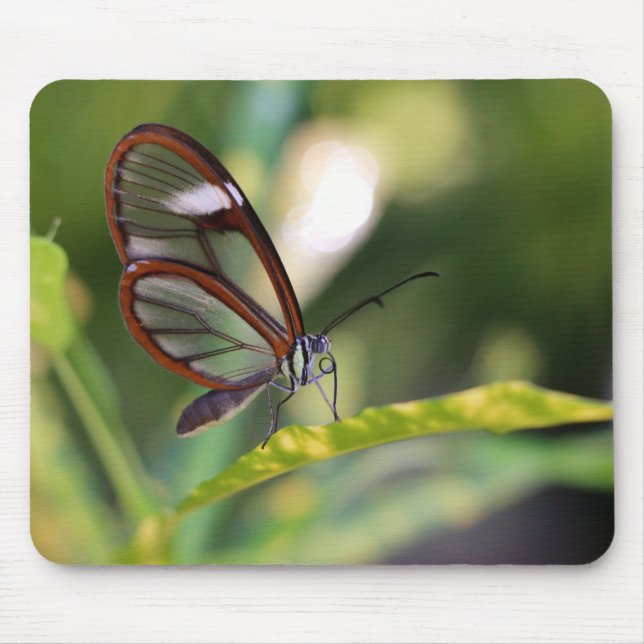 Clearwing Butterfly Mouse Mat (Front)