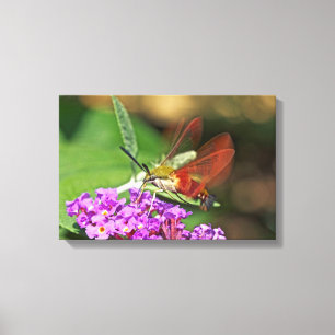 Clearwing Hummingbird Hawk Moth Canvas Print