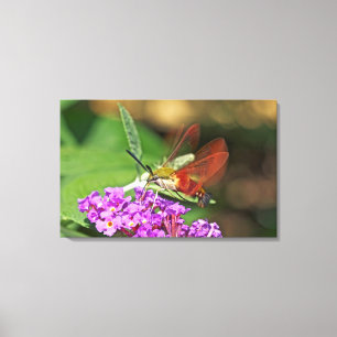 Clearwing Hummingbird Hawk Moth Canvas Print