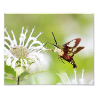 Clearwing Hummingbird Moth