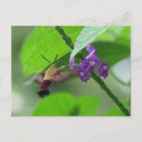 Clearwing Moth Postcard