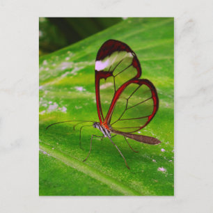 clearwing postcard