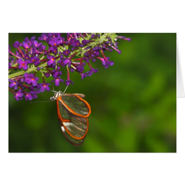 Clearwing upside down (Front Horizontal)