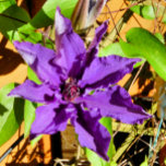 CLEMATIS<br><div class="desc">A pretty clematis flower. 


 
 


com.</div>