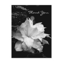 Clematis 2a Floral BW Photo Sympathy Thank You