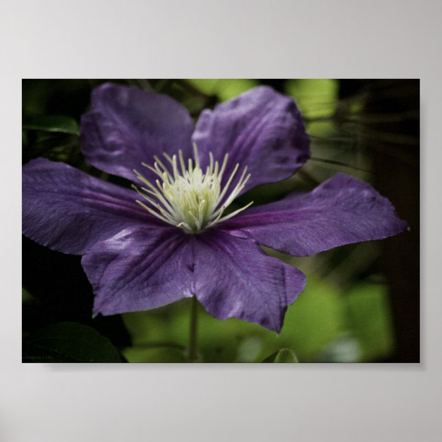 Clematis 8510 Print (Front)