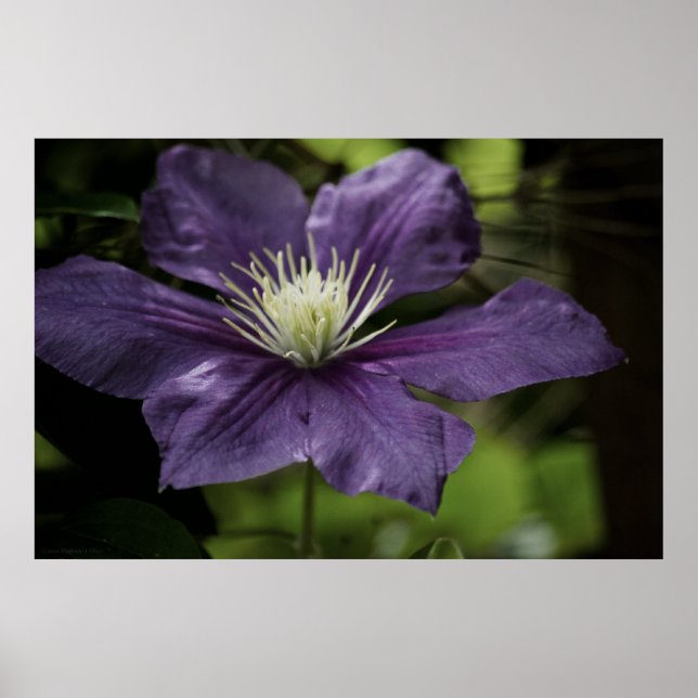 Clematis 8510 Print (Front)