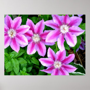 Clematis and Oregano, pink flowers green botanical Poster