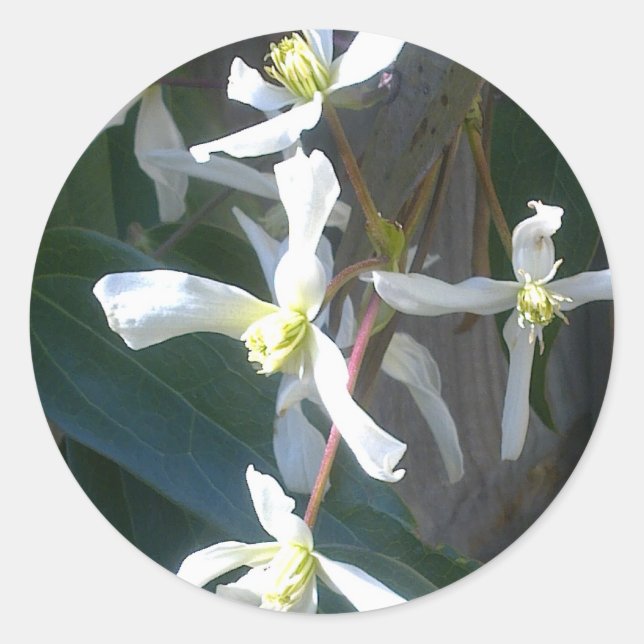 Clematis Armandii Blossom Sticker (Front)