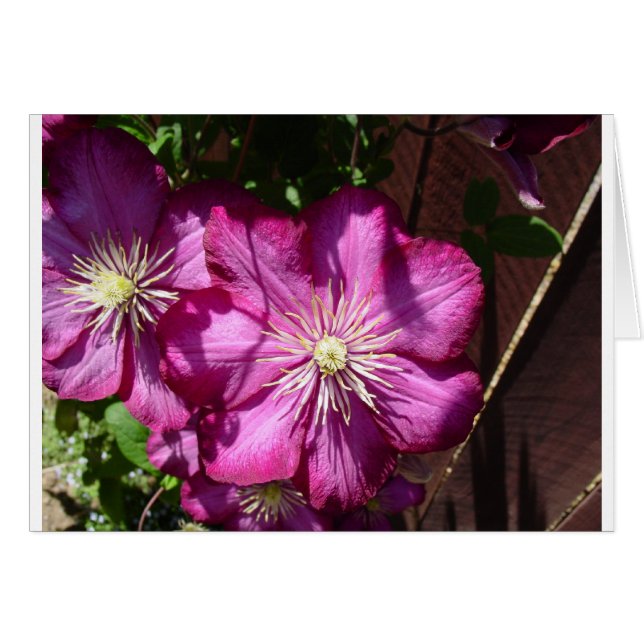 Clematis Blossoms (Front Horizontal)