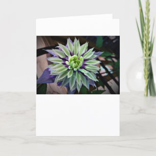 Clematis, card