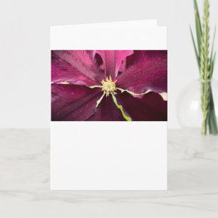 Clematis, Card