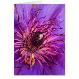 CLEMATIS CARD