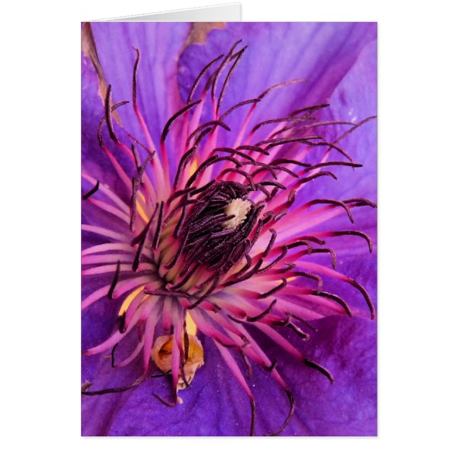 CLEMATIS CARD (Front)