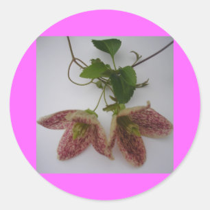 Clematis cirrhosa flower classic round sticker
