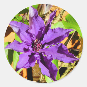 CLEMATIS CLASSIC ROUND STICKER