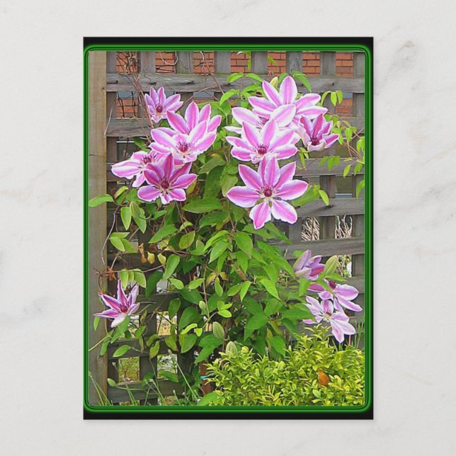 Clematis Cluster Postcard (Front)