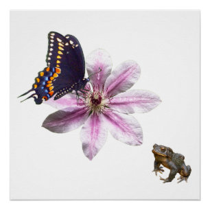 Clematis flower and black swallowtail butterfly poster
