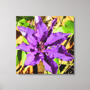 CLEMATIS FLOWER CANVAS PRINT