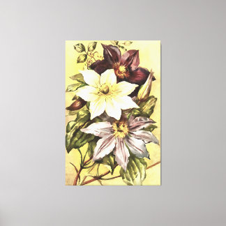 Clematis Flower Growers Botanical Art Canvas Print
