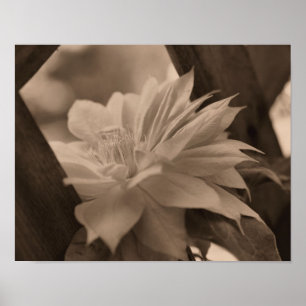 Clematis Flower Nestled On Trellis In Sepia Poster