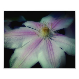 Clematis Flower Petals Up Close 8x10 Photo Print