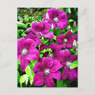 Clematis Flowers Postcard
