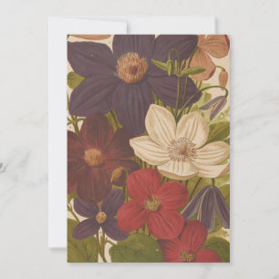 Clematis George Nicholson