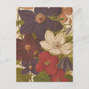 Clematis   George Nicholson Postcard