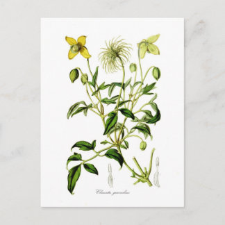 Clematis graveolens postcard