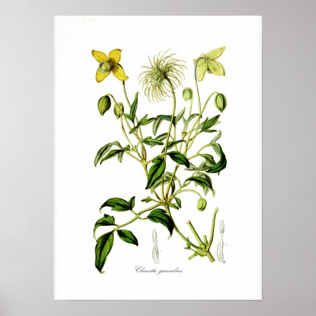 Clematis graveolens poster (Front)