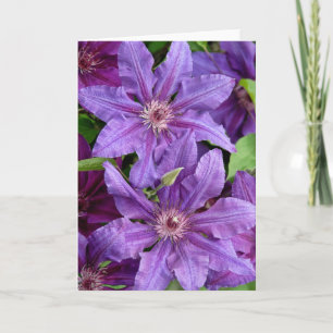 Clematis Greeting Card