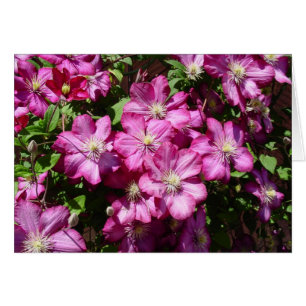Clematis in Bloom