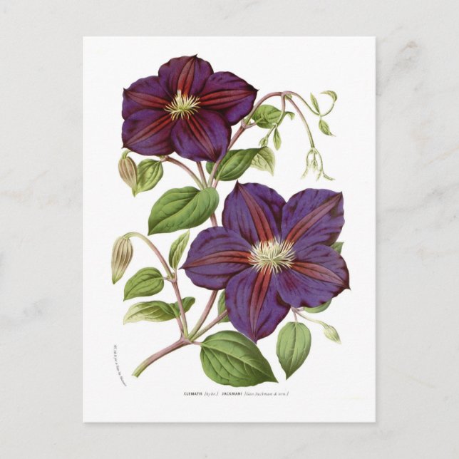 Clematis jackmani postcard (Front)