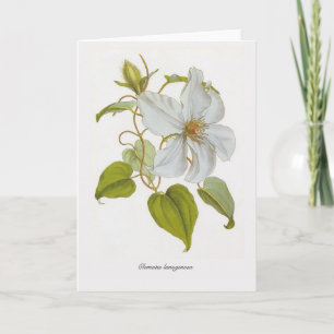 Clematis lanuginosa card